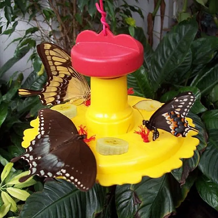 Butterfly Feeder