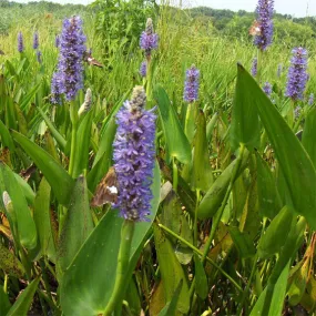 Pickerel Rush